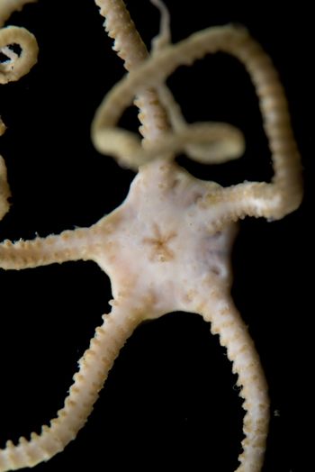 Media type: image;   Invertebrate Zoology 152374
